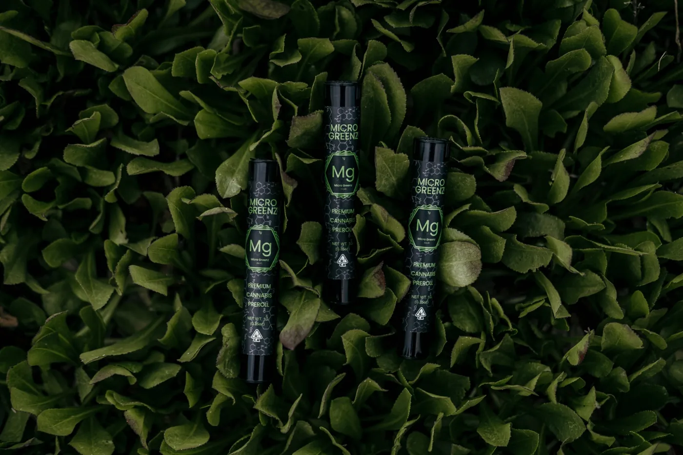 Three Micro Greenz pre-roll tubes lying on green leaves